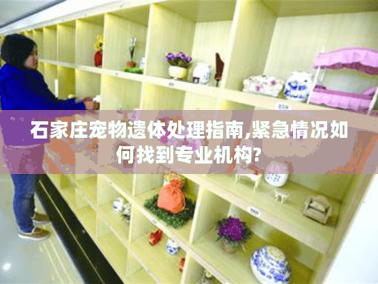 石家庄宠物遗体处理指南,紧急情况如何找到专业机构?