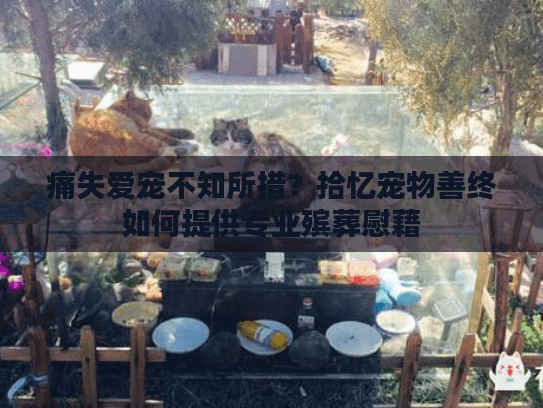 痛失爱宠不知所措？拾忆宠物善终如何提供专业殡葬慰藉
