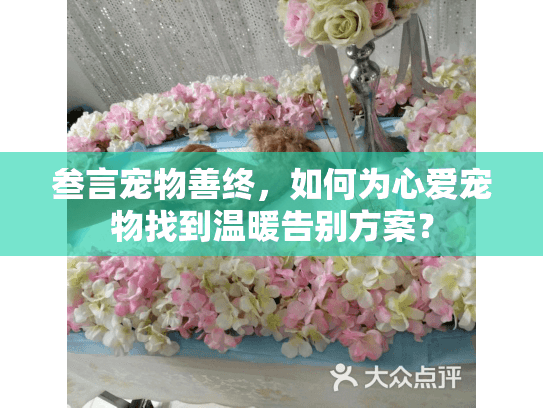 叁言宠物善终，如何为心爱宠物找到温暖告别方案？