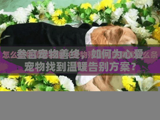 叁言宠物善终，如何为心爱宠物找到温暖告别方案？