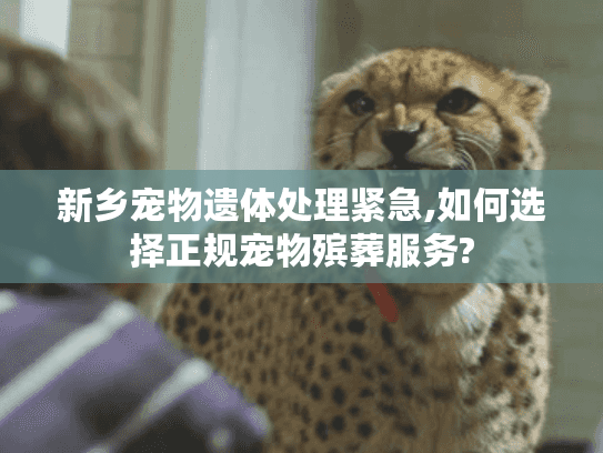 新乡宠物遗体处理紧急,如何选择正规宠物殡葬服务?