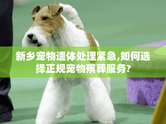 新乡宠物遗体处理紧急,如何选择正规宠物殡葬服务?