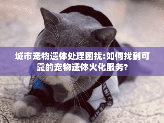 城市宠物遗体处理困扰:如何找到可靠的宠物遗体火化服务?