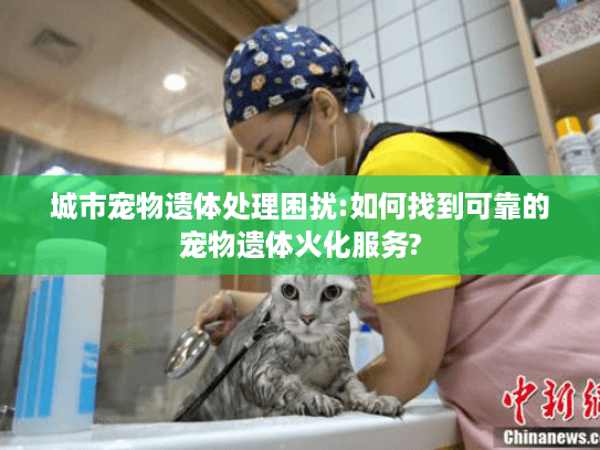 城市宠物遗体处理困扰:如何找到可靠的宠物遗体火化服务?