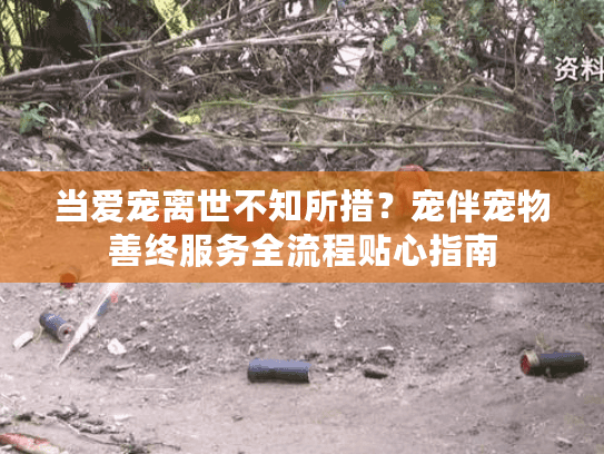 当爱宠离世不知所措？宠伴宠物善终服务全流程贴心指南