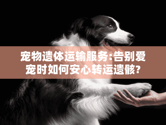 宠物遗体运输服务:告别爱宠时如何安心转运遗骸?