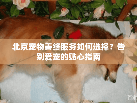 北京宠物善终服务如何选择？告别爱宠的贴心指南