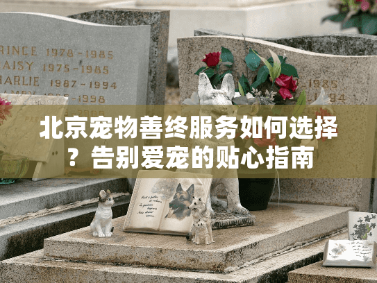 北京宠物善终服务如何选择？告别爱宠的贴心指南