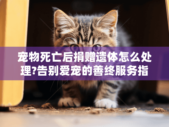 宠物死亡后捐赠遗体怎么处理?告别爱宠的善终服务指南