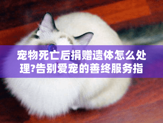 宠物死亡后捐赠遗体怎么处理?告别爱宠的善终服务指南