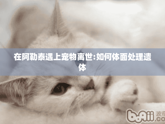 在阿勒泰遇上宠物离世:如何体面处理遗体