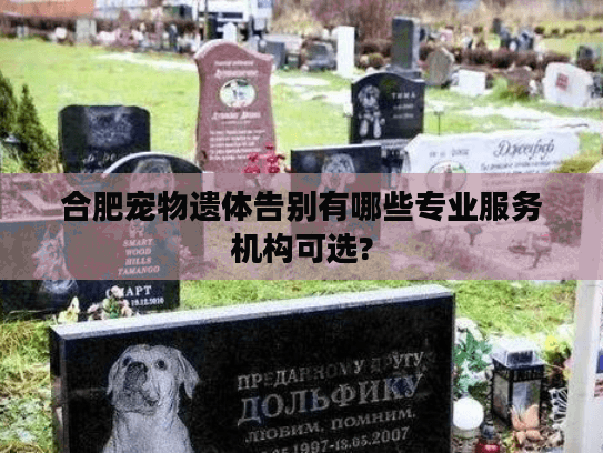 合肥宠物遗体告别有哪些专业服务机构可选?