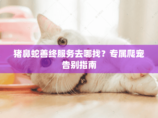 猪鼻蛇善终服务去哪找？专属爬宠告别指南