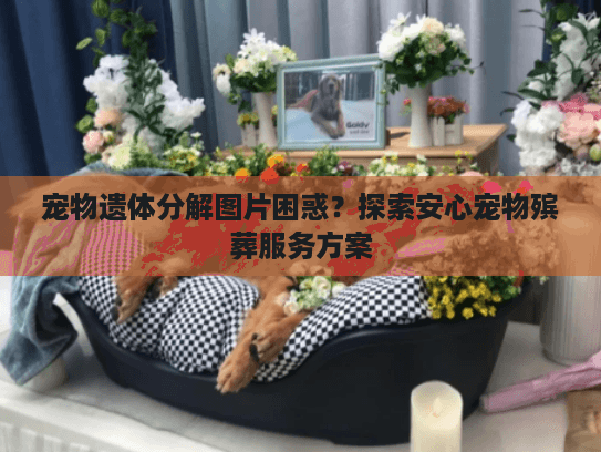 宠物遗体分解图片困惑？探索安心宠物殡葬服务方案