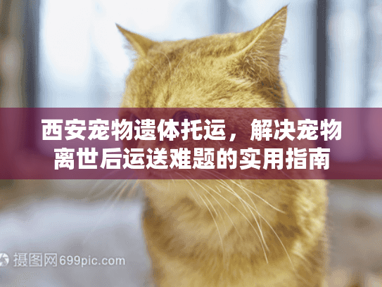 西安宠物遗体托运，解决宠物离世后运送难题的实用指南