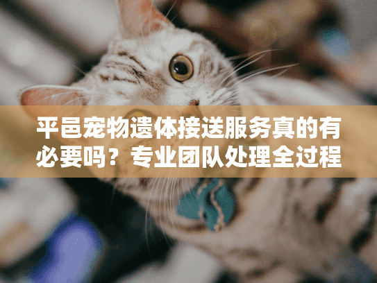 平邑宠物遗体接送服务真的有必要吗？专业团队处理全过程解析