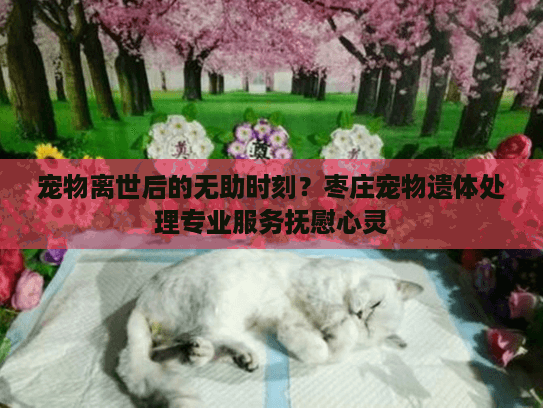 宠物离世后的无助时刻？枣庄宠物遗体处理专业服务抚慰心灵
