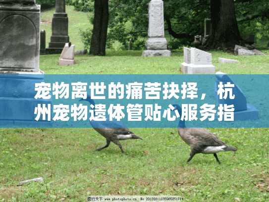 宠物离世的痛苦抉择，杭州宠物遗体管贴心服务指南