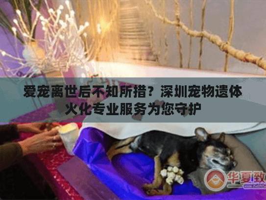 爱宠离世后不知所措？深圳宠物遗体火化专业服务为您守护