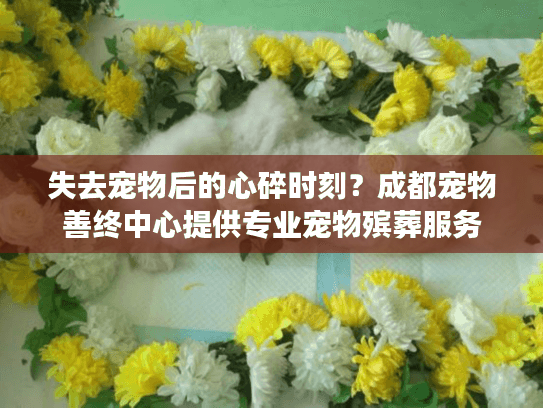 失去宠物后的心碎时刻？成都宠物善终中心提供专业宠物殡葬服务