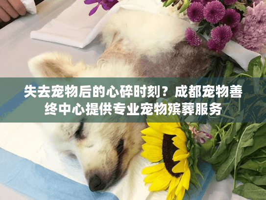 失去宠物后的心碎时刻？成都宠物善终中心提供专业宠物殡葬服务