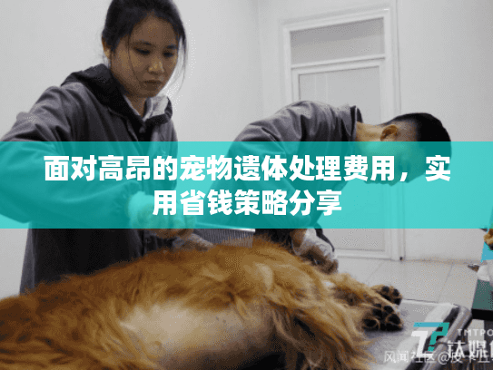面对高昂的宠物遗体处理费用，实用省钱策略分享