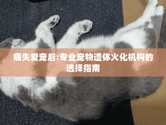 痛失爱宠后:专业宠物遗体火化机构的选择指南