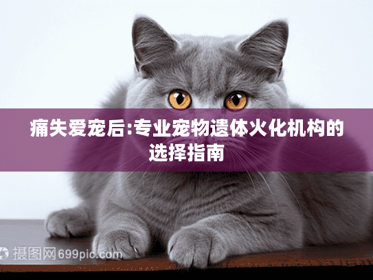 痛失爱宠后:专业宠物遗体火化机构的选择指南
