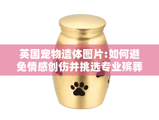 英国宠物遗体图片:如何避免情感创伤并挑选专业殡葬服务?