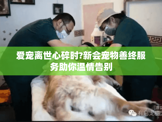 爱宠离世心碎时?新会宠物善终服务助你温情告别