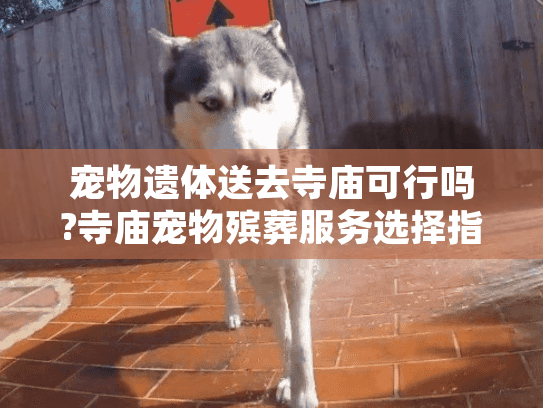 宠物遗体送去寺庙可行吗?寺庙宠物殡葬服务选择指南