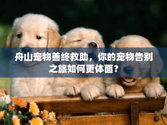 舟山宠物善终救助，你的宠物告别之旅如何更体面？