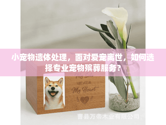 小宠物遗体处理，面对爱宠离世，如何选择专业宠物殡葬服务？