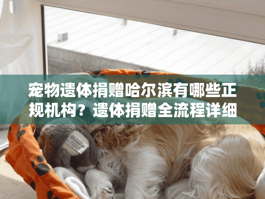 宠物遗体捐赠哈尔滨有哪些正规机构？遗体捐赠全流程详细指南