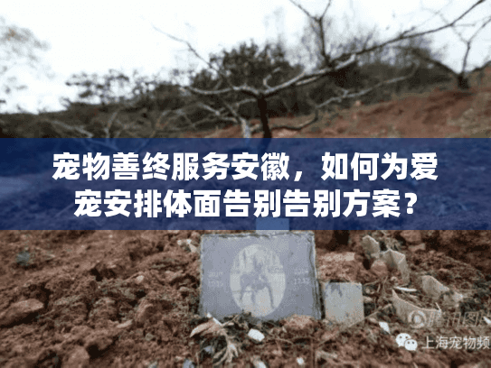 宠物善终服务安徽，如何为爱宠安排体面告别告别方案？