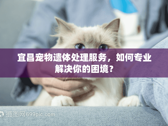 宜昌宠物遗体处理服务，如何专业解决你的困境？