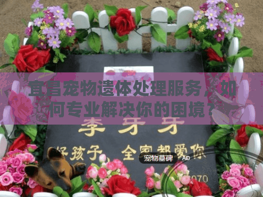 宜昌宠物遗体处理服务，如何专业解决你的困境？