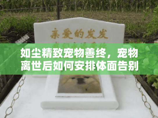 如尘精致宠物善终，宠物离世后如何安排体面告别仪式？