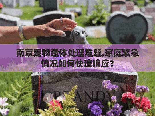南京宠物遗体处理难题,家庭紧急情况如何快速响应？