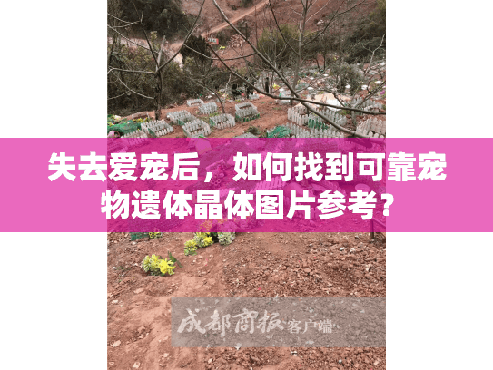 失去爱宠后，如何找到可靠宠物遗体晶体图片参考？