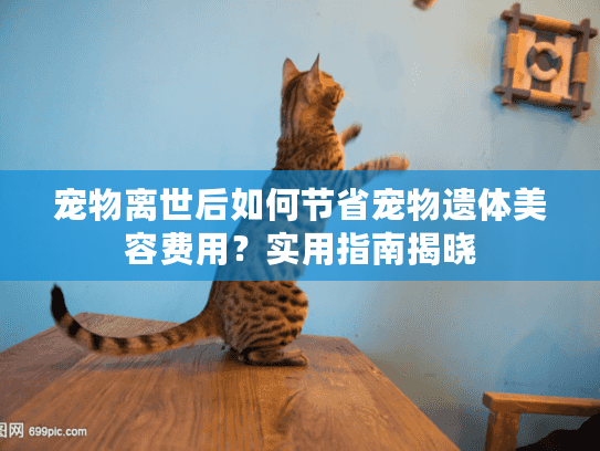 宠物离世后如何节省宠物遗体美容费用？实用指南揭晓