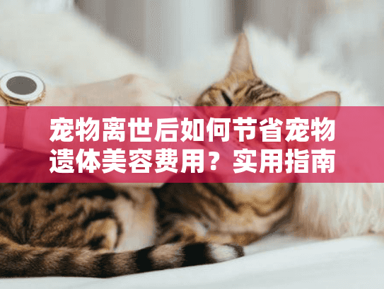 宠物离世后如何节省宠物遗体美容费用？实用指南揭晓