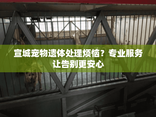 宣城宠物遗体处理烦恼？专业服务让告别更安心