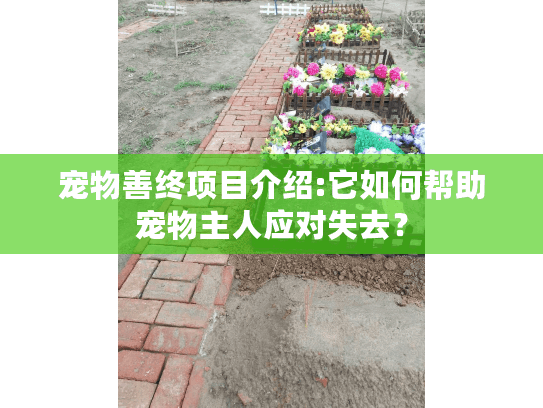 宠物善终项目介绍:它如何帮助宠物主人应对失去？
