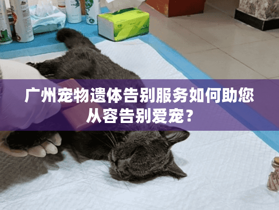 广州宠物遗体告别服务如何助您从容告别爱宠？