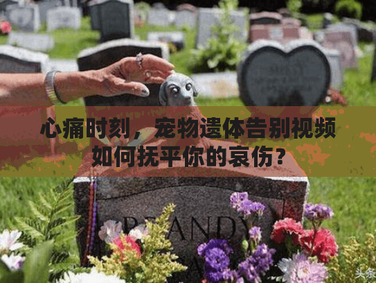 心痛时刻，宠物遗体告别视频如何抚平你的哀伤？