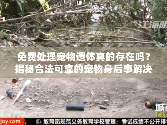 免费处理宠物遗体真的存在吗？揭秘合法可靠的宠物身后事解决方案