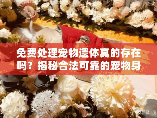 免费处理宠物遗体真的存在吗？揭秘合法可靠的宠物身后事解决方案