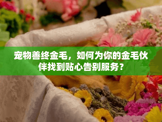 宠物善终金毛,如何为你的金毛伙伴找到贴心告别服务?