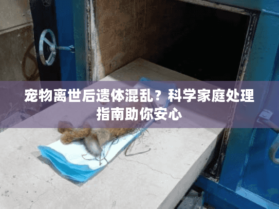 宠物离世后遗体混乱？科学家庭处理指南助你安心